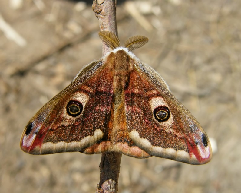 Saturnia pavoniella/pavonia