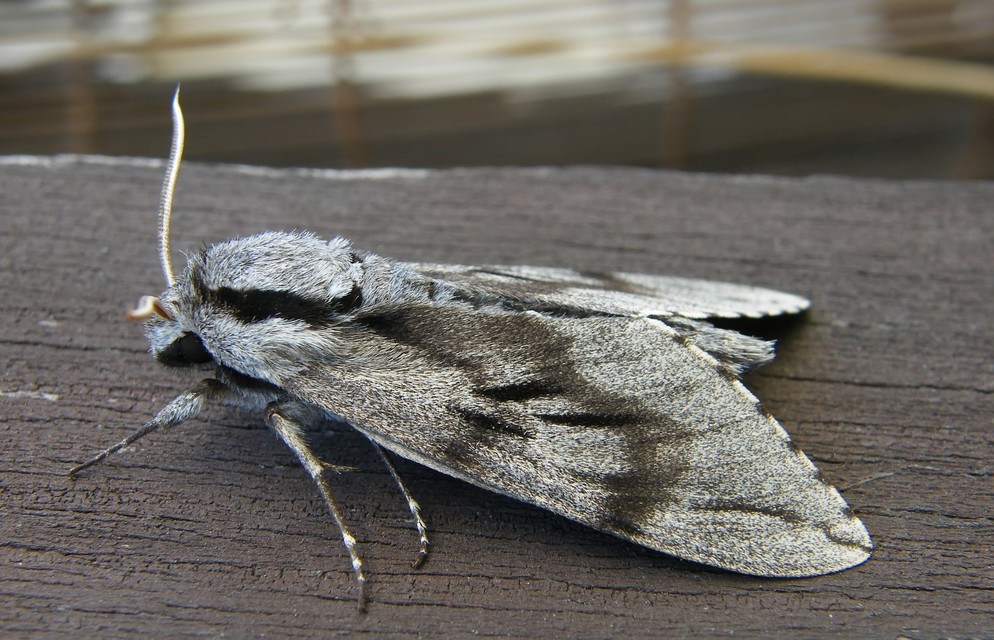 Hyloicus pinastri - fenyőszender