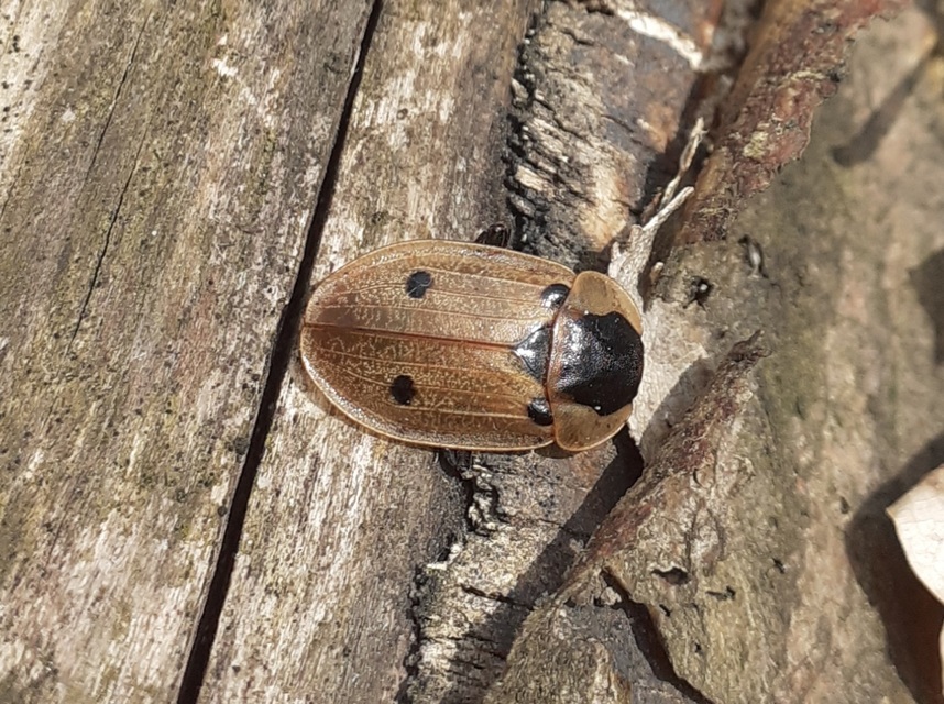 Dendroxena quadrimaculata - négypettyes dögbogár