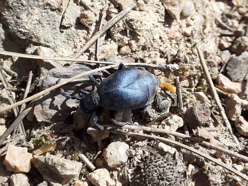 Meloe violaceus - kék nünüke