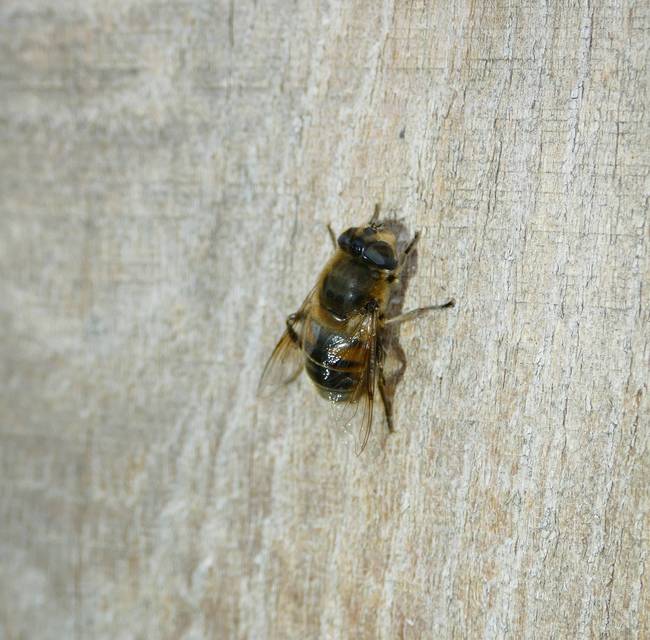 Eristalis tenax - közönséges herelégy