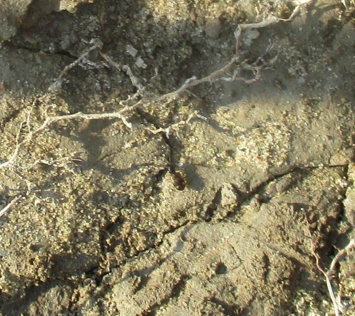Bembidion articulatum - öves gyorsfutó