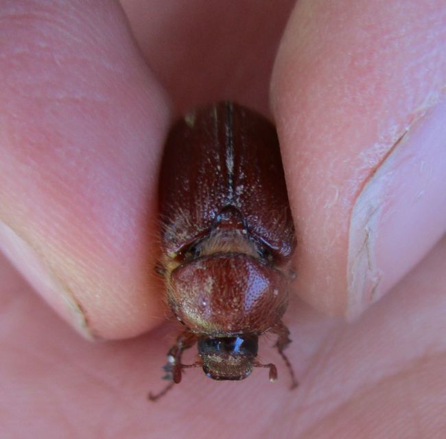 Holochelus aequinoctialis - tavaszeleji cserebogár