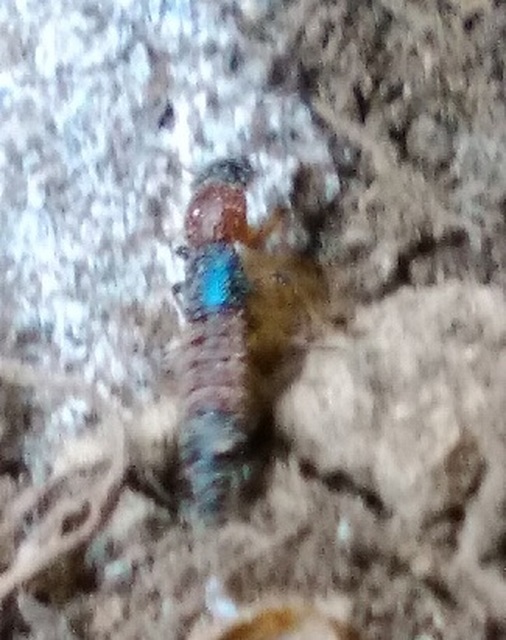 Paederus Paederus