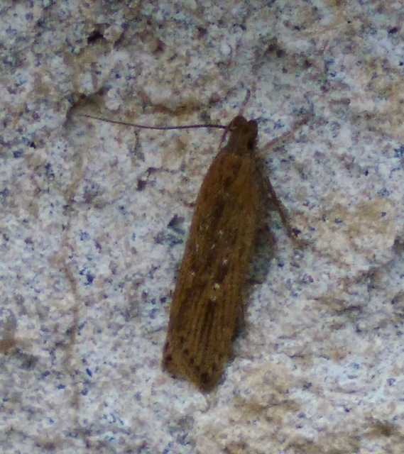 Helcystogramma triannulella - szuláksodró lápimoly