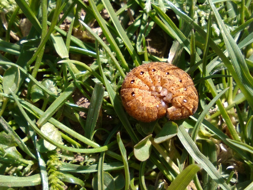 Noctua fimbriata - szélessávú sárgafűbagoly