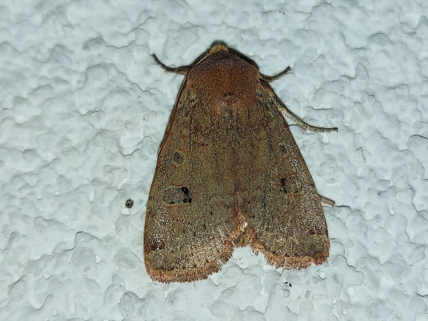 Conistra erythrocephala - vörösfejű őszibagoly