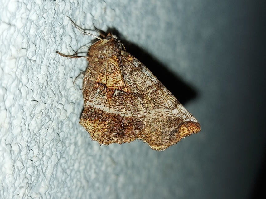 Selenia dentaria - kétfoltos holdasaraszoló