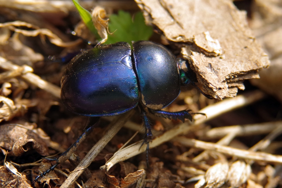 Trypocopris vernalis - tavaszi álganéjtúró