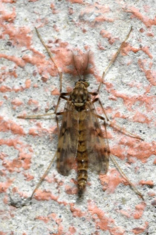 Psectrotanypus