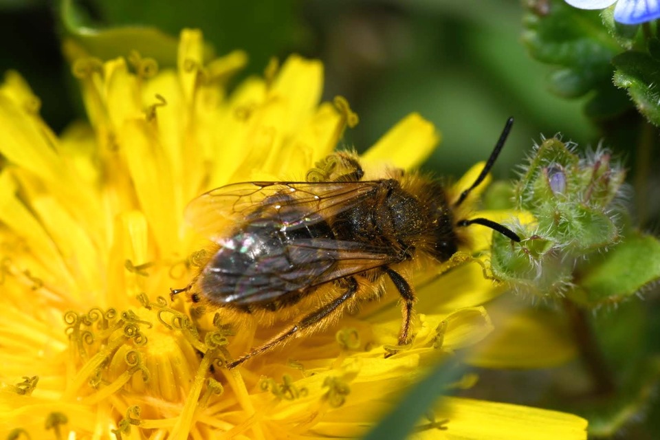 Andrena
