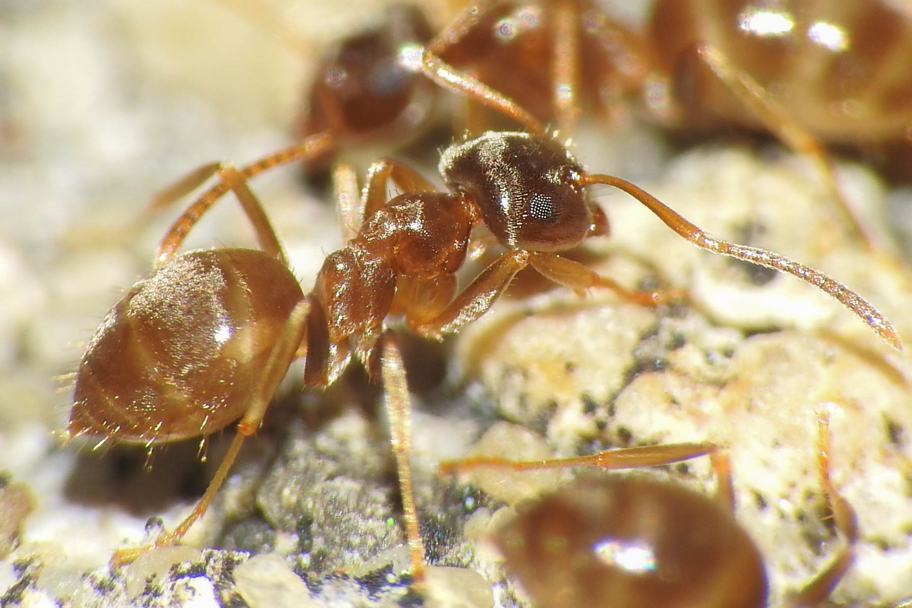 Lasius psammophilus - homoki feketehangya