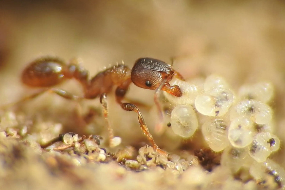 Tetramorium