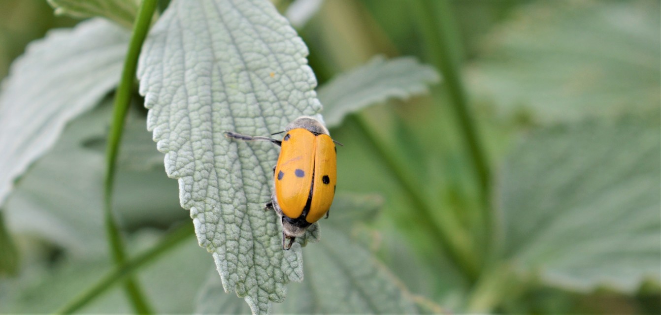 Lachnaia sexpunctata - szőrösnyakú zsákhordóbogár