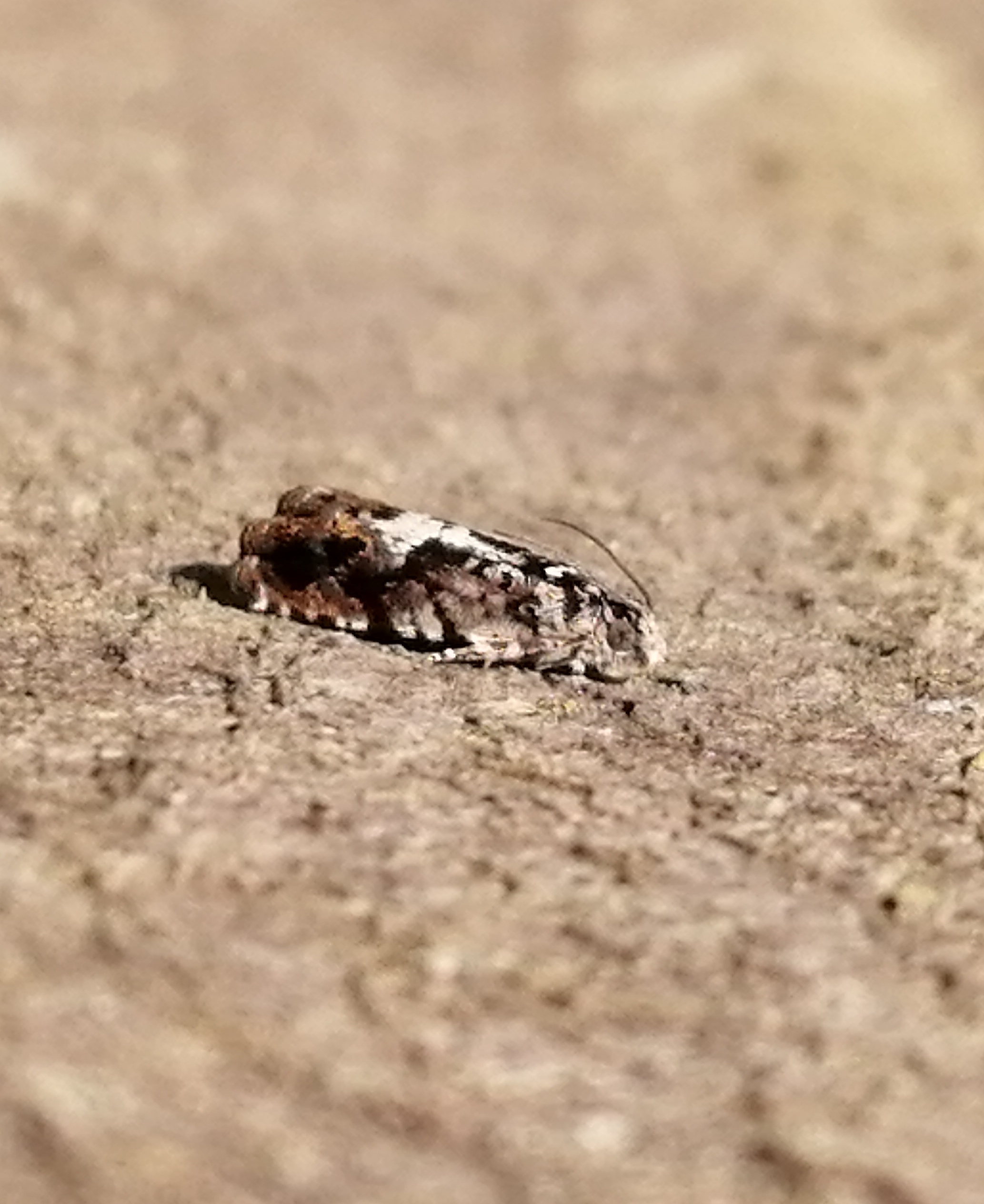 Pammene argyrana - feketeszegélyű gubacsmoly