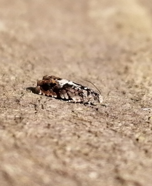 Pammene argyrana - feketeszegélyű gubacsmoly
