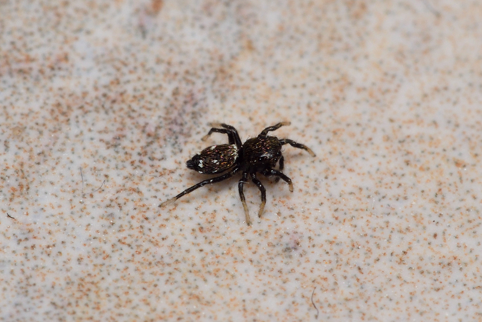 Heliophanus