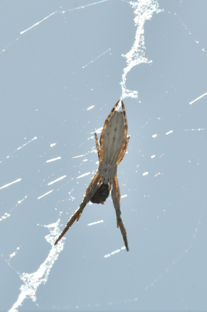 Uloborus walckenaerius - derespók