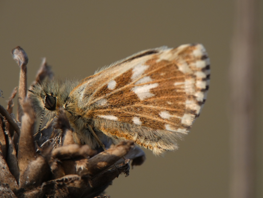 Pyrgus malvae - kis busalepke