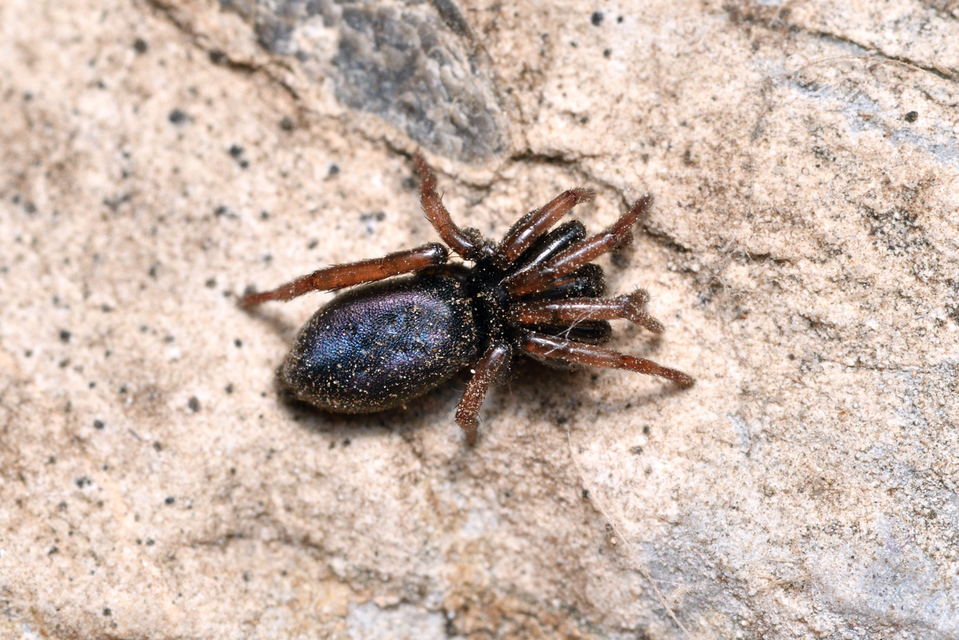 Trachyzelotes pedestris - vöröslábú gyászpók