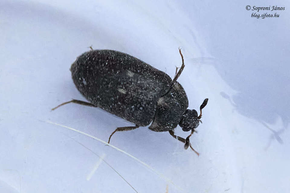 Attagenus pellio - közönséges szűcsbogár