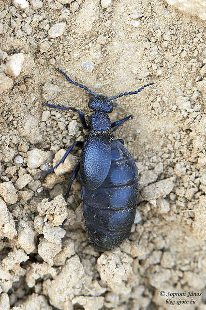 Meloe proscarabaeus - közönséges nünüke