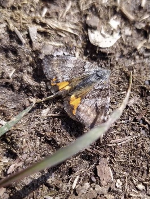 Boudinotiana notha - vörhenyes nappaliaraszoló