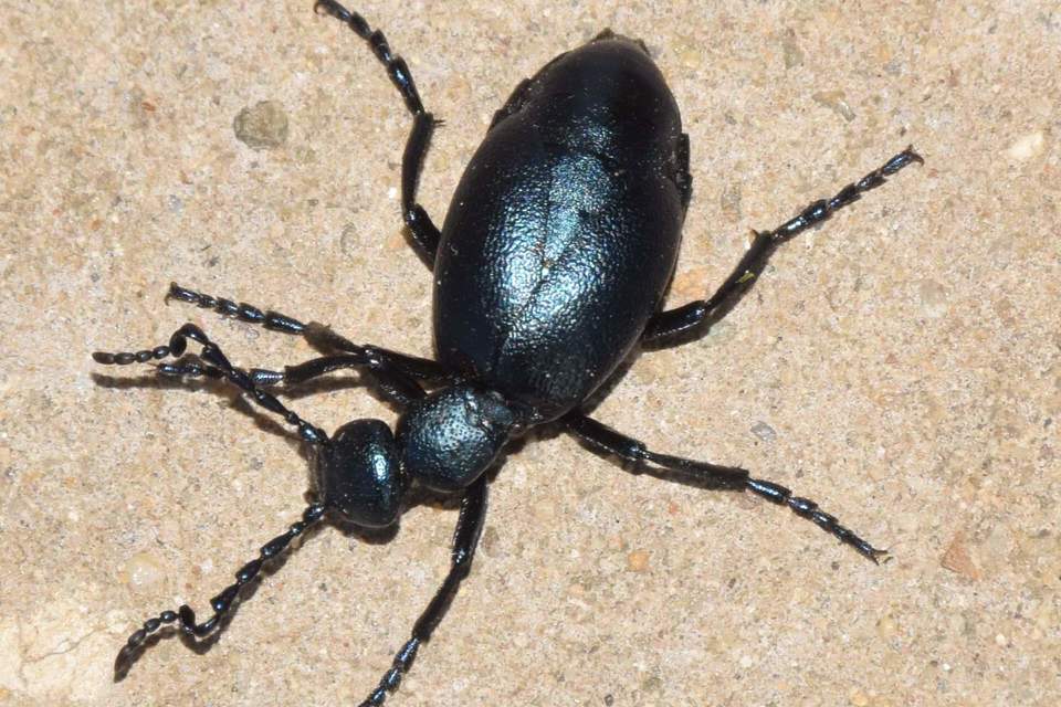 Meloe violaceus - kék nünüke