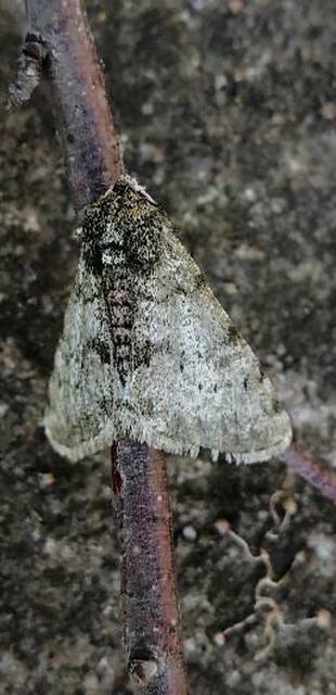 Apocheima pilosaria - zöldes tavasziaraszoló
