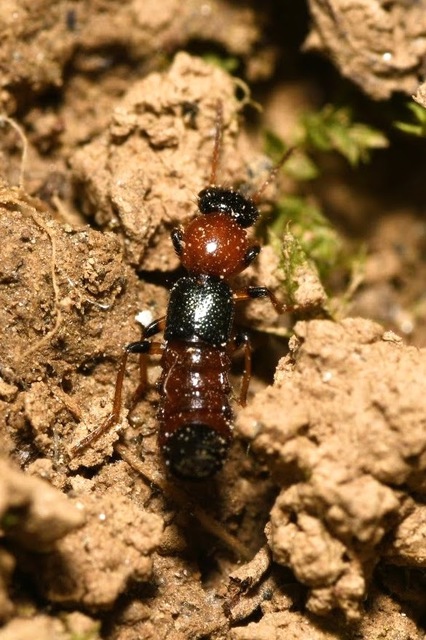 Paederus Paederus