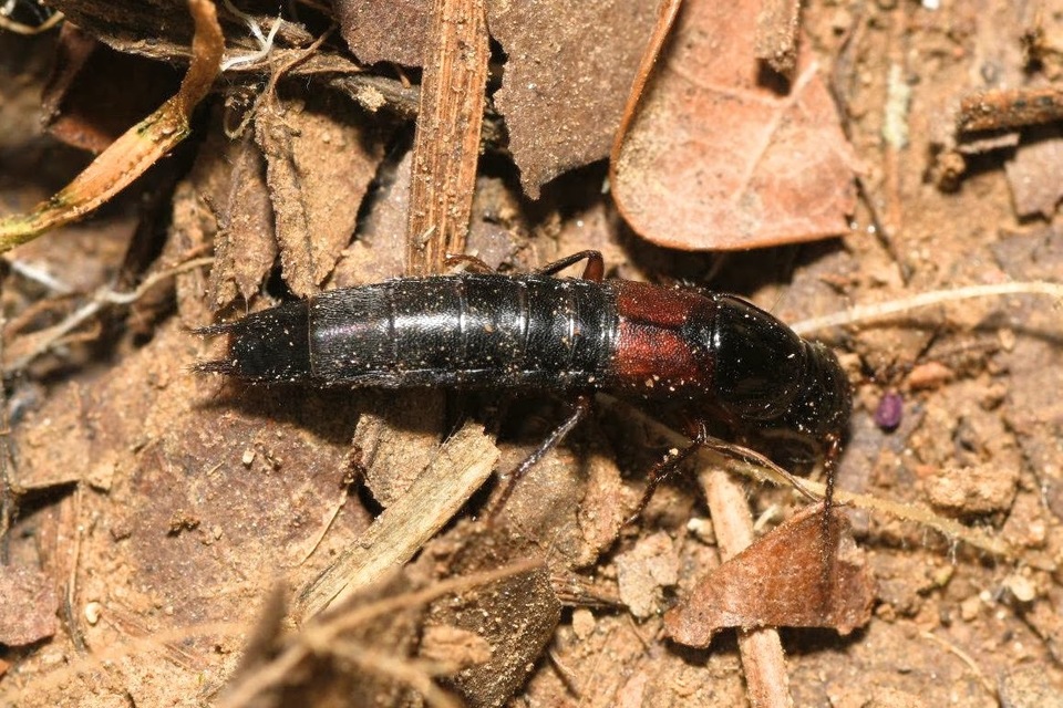 Quedius molochinus - sokalakú mohaholyva