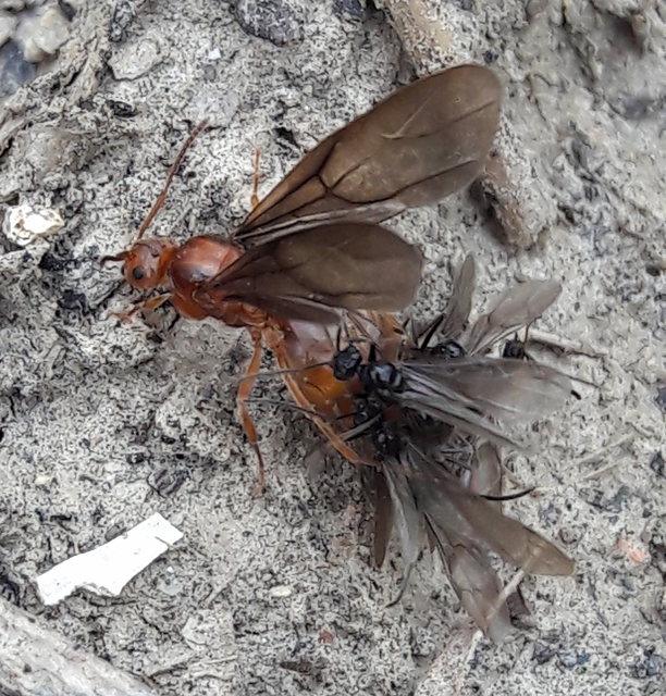 Prenolepis nitens - ragyogóhangya
