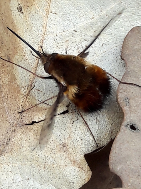Bombylius discolor - feketefarú pöszörlégy
