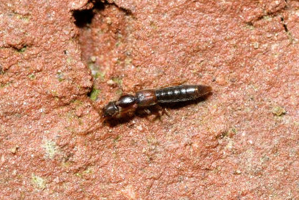 Scopaeus laevigatus - közönséges turzásholyva