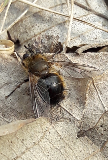Tachina ursina