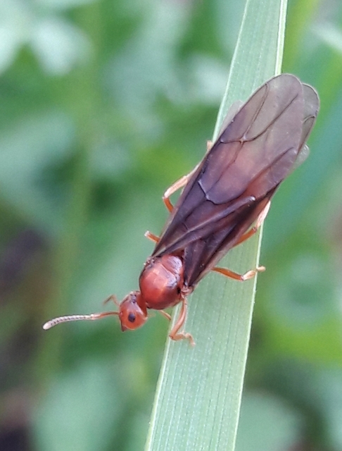 Prenolepis nitens - ragyogóhangya