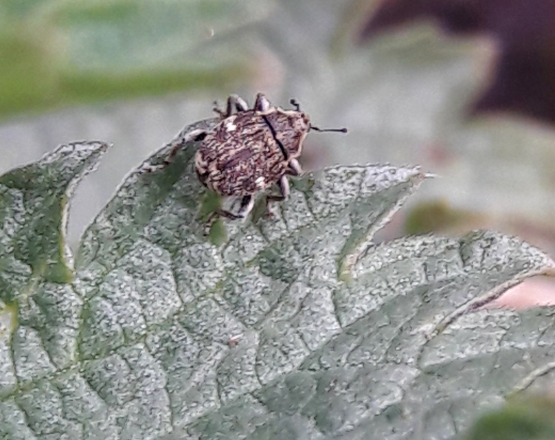 Nedyus quadrimaculatus - közönséges csalánormányos