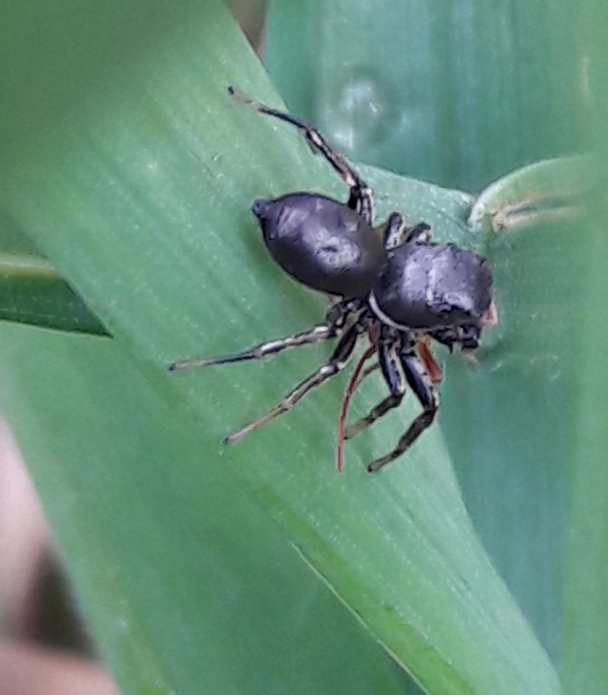 Heliophanus