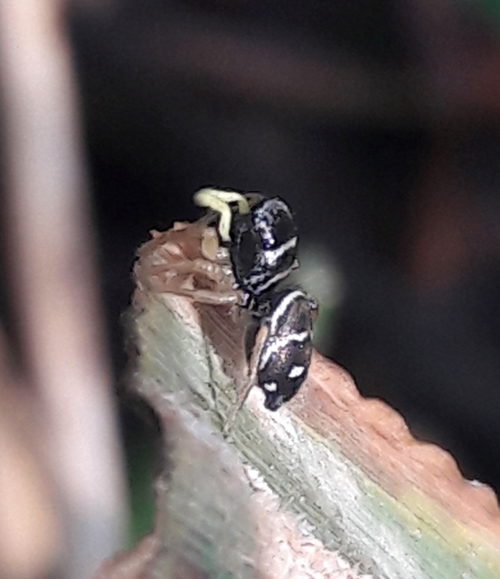 Heliophanus