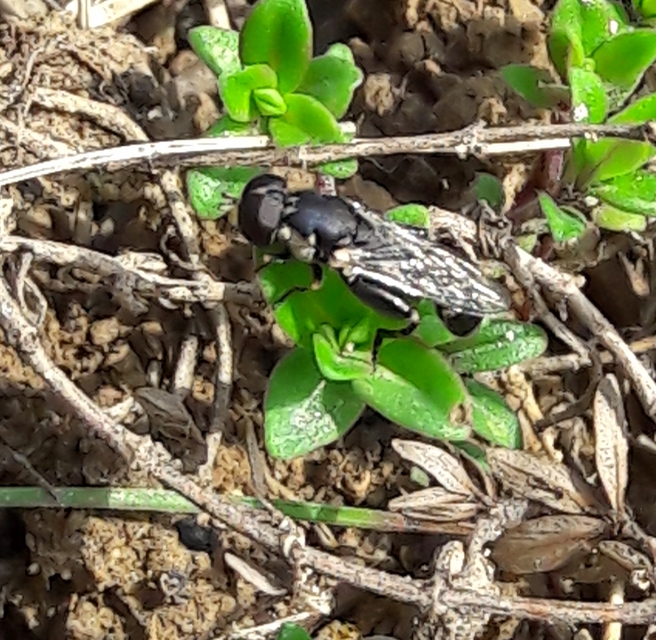 Syritta pipiens - zizegő comboslégy