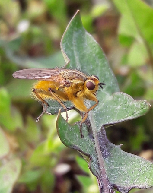 Scathophaga stercoraria - közönséges trágyalégy