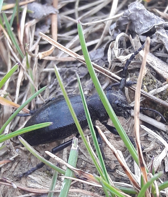 Dorcadion aethiops - fekete gyalogcincér