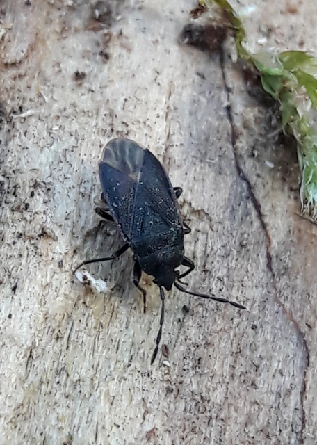 Pyrrhocoris marginatus - szegélyes bodobács