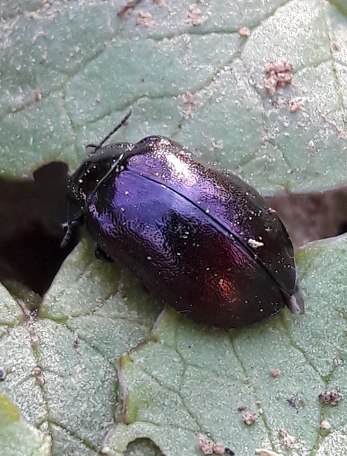 Chrysomela cuprea - fémes fűzlevelész