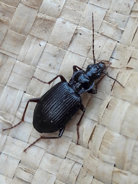 Limodromus assimilis - vöröslábú kisfutó