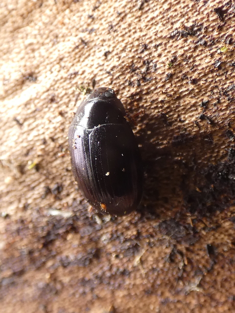 Platydema violaceum - fémkék taplóbogár
