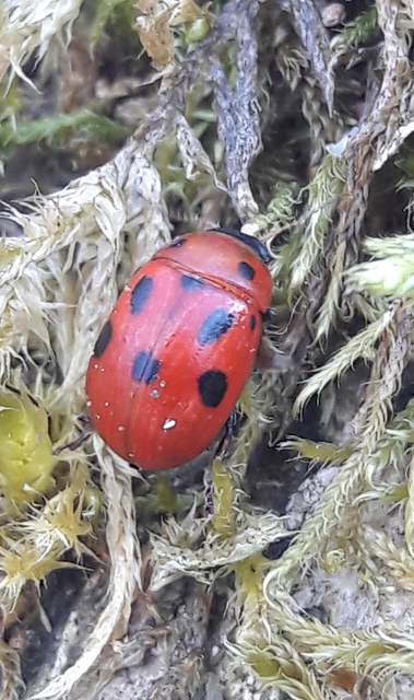 Gonioctena fornicata - közönséges lucernabogár