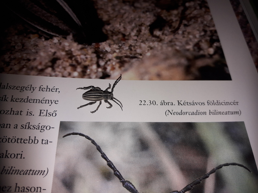 Dorcadion scopolii - nyolcsávos gyalogcincér