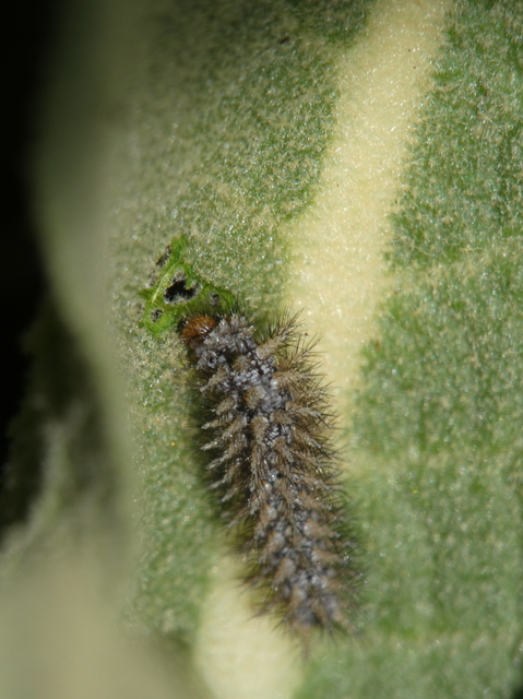 Melitaea trivia - kis tarkalepke