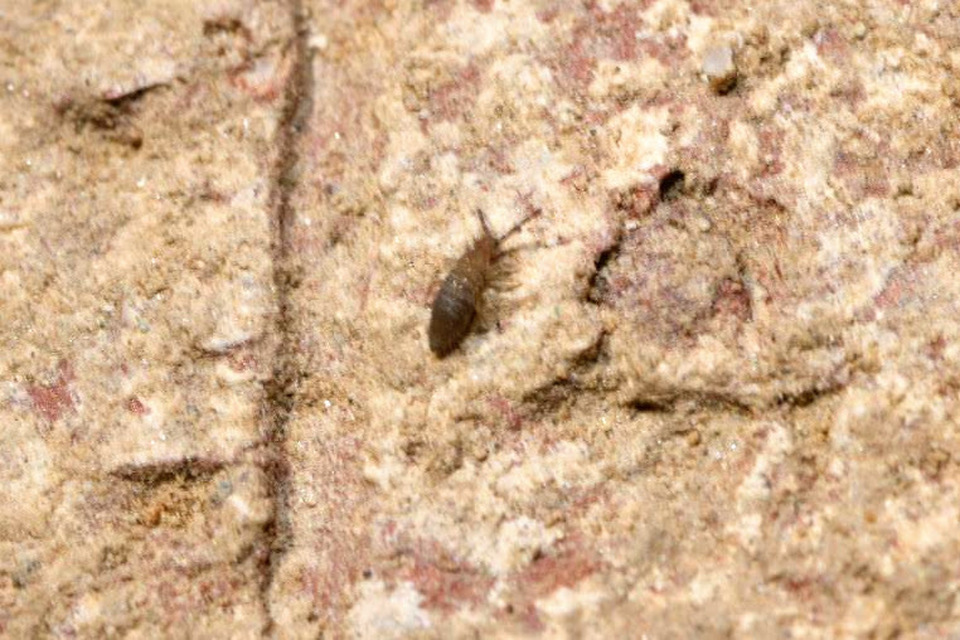 Entomobryidae
